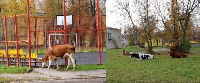 В Нелидово на спортплощадку школы пришли коровы